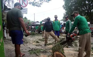 Disperkim Sragen Kerahkan 17 Pekerja Pangkas 3 Pohon Besar Berusia Seratusan Tahun