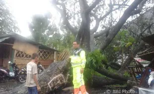 Pohon Tumbang Colomadu Karanganyar Timpa 1 Motor