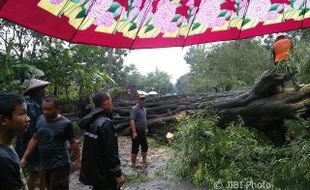 BENCANA SRAGEN : Pohon Berusia 100 Tahun Tumbang Melintang di Jalan Gemolong