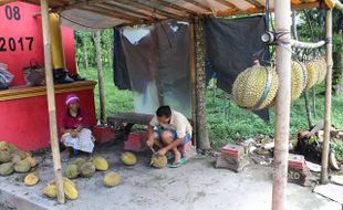 3 Tahun Menanti, Petani Jatinom Klaten Panen Durian sampai Melimpah