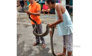 Ada Ular Piton di Saluran Air, Warga Colomadu Karanganyar Heboh