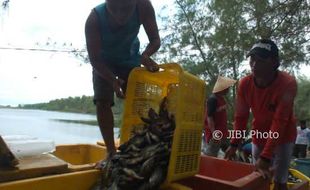 Serunya Budidaya Ikan di Laguna