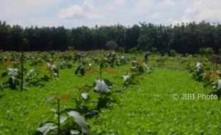 Lahan Pertanian Makin Lenyap, Pemkot Siap Beli Sawah Petani