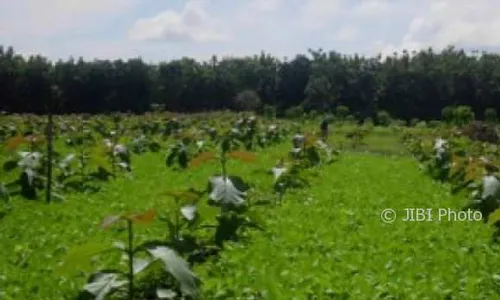 Lahan Pertanian Makin Lenyap, Pemkot Siap Beli Sawah Petani