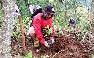 Budidaya Kopi Robusta Dikembangkan di Gunungkidul