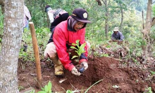 Budidaya Kopi Robusta Dikembangkan di Gunungkidul