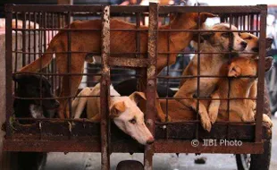 Investigasi, DMFI Desak Jokowi Tutup Pasar Daging Anjing dan Satwa Liar