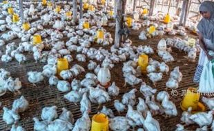 Harga Ayam Hidup di Peternak Mandiri Anjlok, Ini Langkah Bapanas