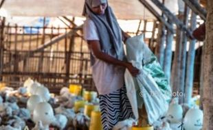 FOTO PETERNAKAN JATENG : Ayam Potong Diternakkan di Demak