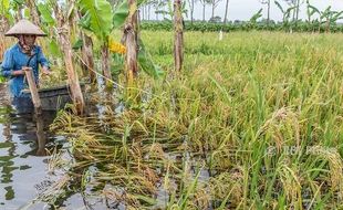 FOTO BENCANA JATENG : Petani Demak Terpaksa Panen Padi