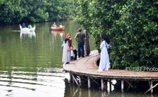 FOTO WISATA SEMARANG : Hijaunya Hutan Bakau di Maerokoco