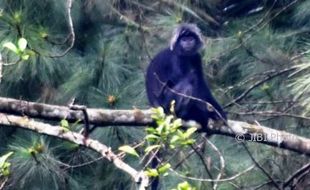 FOTO SATWA LIAR SEMARANG : Lutung Budeng Lestari di Gunung Ungaran