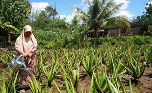 KISAH INSPIRATIF : Warga Gunungkidul Ini Kembangkan Aloevera, Hasilnya Luar Biasa