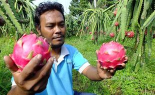 Buah Naga Kalibawang Diserbu Warga Luar Daerah