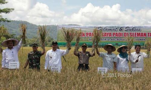 Banyak Warga Gunungkidul Simpan Hasil Panen, Beras DIY Dijual Keluar Daerah