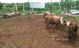 Tahun Ini, Gunungkidul Targetkan Kelahiran Anak Sapi 33.122 Ekor