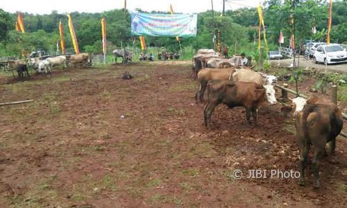 Badingah Beri Nama Calon Anak Sapi Andini Lestari, Ternyata Ini Artinya