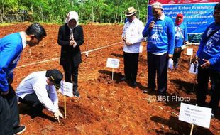 Potensi Singkong Gunungkidul Belum Tergarap Maksimal