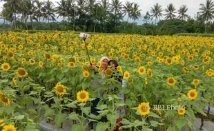 Tak Hanya Memperindah Taman, ini 7 Manfaat Bunga Matahari