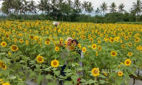 Tak Hanya Memperindah Taman, ini 7 Manfaat Bunga Matahari