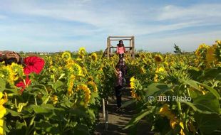 Selfie di Atas Panggung Kebun Bunga Matahari, Hanya Ada di Pantai Glagah!