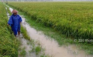 FOTO BENCANA JATENG : Panen 3 Pekan Lagi, Padi Demak Tergenang