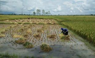 BANJIR MADIUN : Puluhan Hektare Padi di 2 Kecamatan Terendam Air, Petani Panen Dini