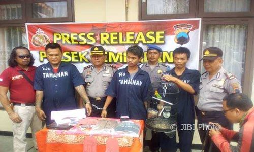 PENCURIAN SEMARANG : Polsek Tembalang Ringkus Kawanan Pencuri Burung Lovebird