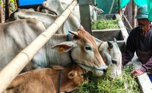 Foto Peternakan Demak Didukung Sapi Bantuan