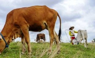 FOTO PETERNAKAN JATENG : Sapi Grobogan Digembalakan di Bantaran