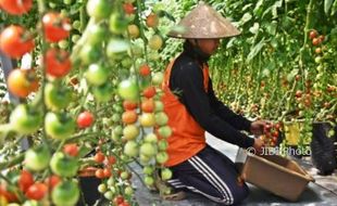 FOTO PERTANIAN JATENG : Tomat Bandungan dari Kebun Hidroponik