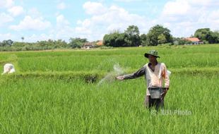 Pupuk Mendadak Langka, Petani di Klaten Bingung