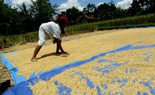 Harga Gabah di Klaten Anjlok, Hujan Kambing Hitamnya