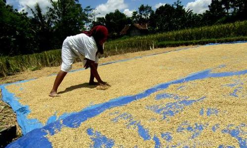 Petani Sukoharjo Lega Harga Gabah Kering Panen Lebih Tinggi Dari HPP