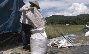 Hasil Panen Petani Bantul Diserang Hama Patah Leher