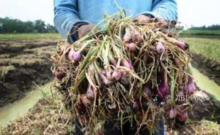 FOTO PERTANIAN JATENG : Bawang Merah Pati Diserang Hama