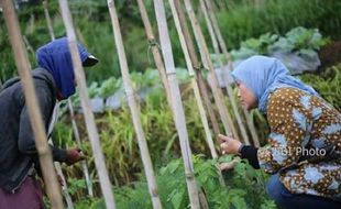 PILKADA 2018 : Niat Beli Sayur, Ida Fauziyah Malah Dikeluhi Petani Sayur