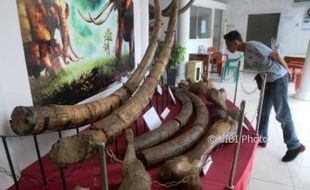 Foto Wisata Gratis Museum Pati Ayam Kudus