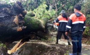 BENCANA JATENG : Angin Kencang Terpa Kudus, 8 Pohon Tumbang