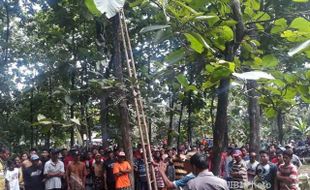 Pria Ponorogo Tak Bernyawa Usai Jatuh dari Pohon Jati 6 Meter