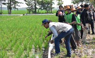 Kesal dengan Tikus, Bupati Madiun Turun ke Sawah Lakukan Gopyokan