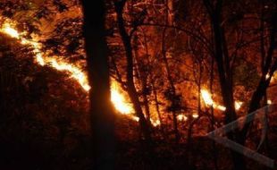 3 Hari, Hutan dan Lahan 160,61 Ha di Taman Nasional Baluran Situbondo Terbakar