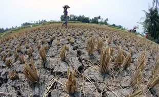 9.676 Hektare Sawah di Jateng Gagal Panen