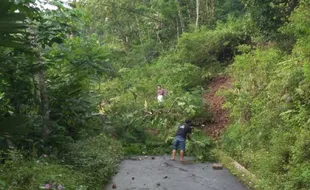 Waspadai Angin Kencang, Pangkas Pohon Rawan Tumbang!