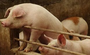 10 Ekor Babi di RPH Solo Kena Virus African Swine Fever, Asalnya Dari Karanganyar