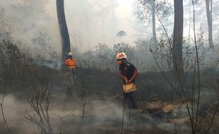 Hutan Gunung Merapi Terbakar