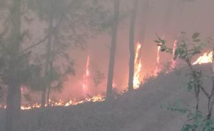 Omnibus Law RUU Cilaka, Pasal Sakti Penjerat Pembakar Hutan Dihapus