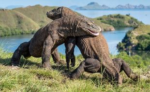 Mau Lihat Komodo Kawin? Ini Waktu Terbaik Liburan di Labuan Bajo