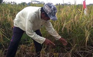 Sawah Gagal Panen di Jateng Bertambah, Jadi 17.902 Hektare