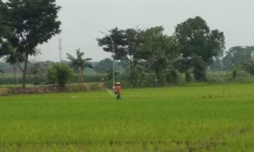 Ditambah 1.000 Ton, Alokasi Pupuk Bersubsidi Kudus Aman